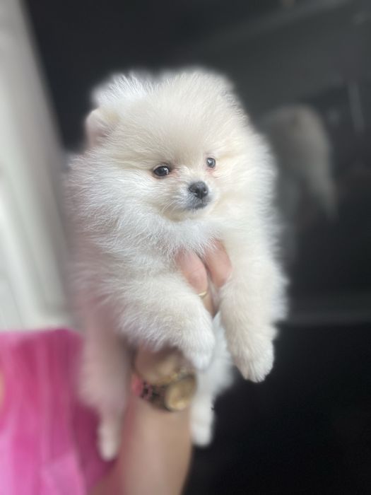 Szpic Miniaturowy Pomeranian