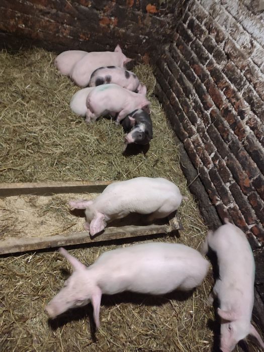 Продам поросят породисті