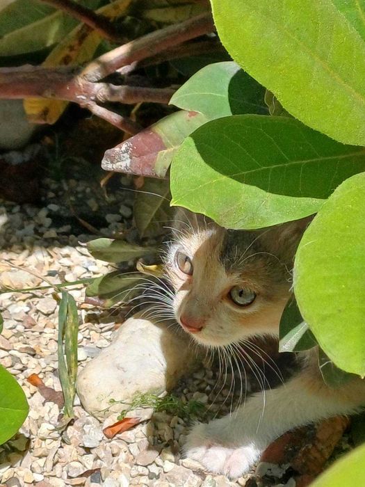 Віддам двомісячних кошенят безкоштовно