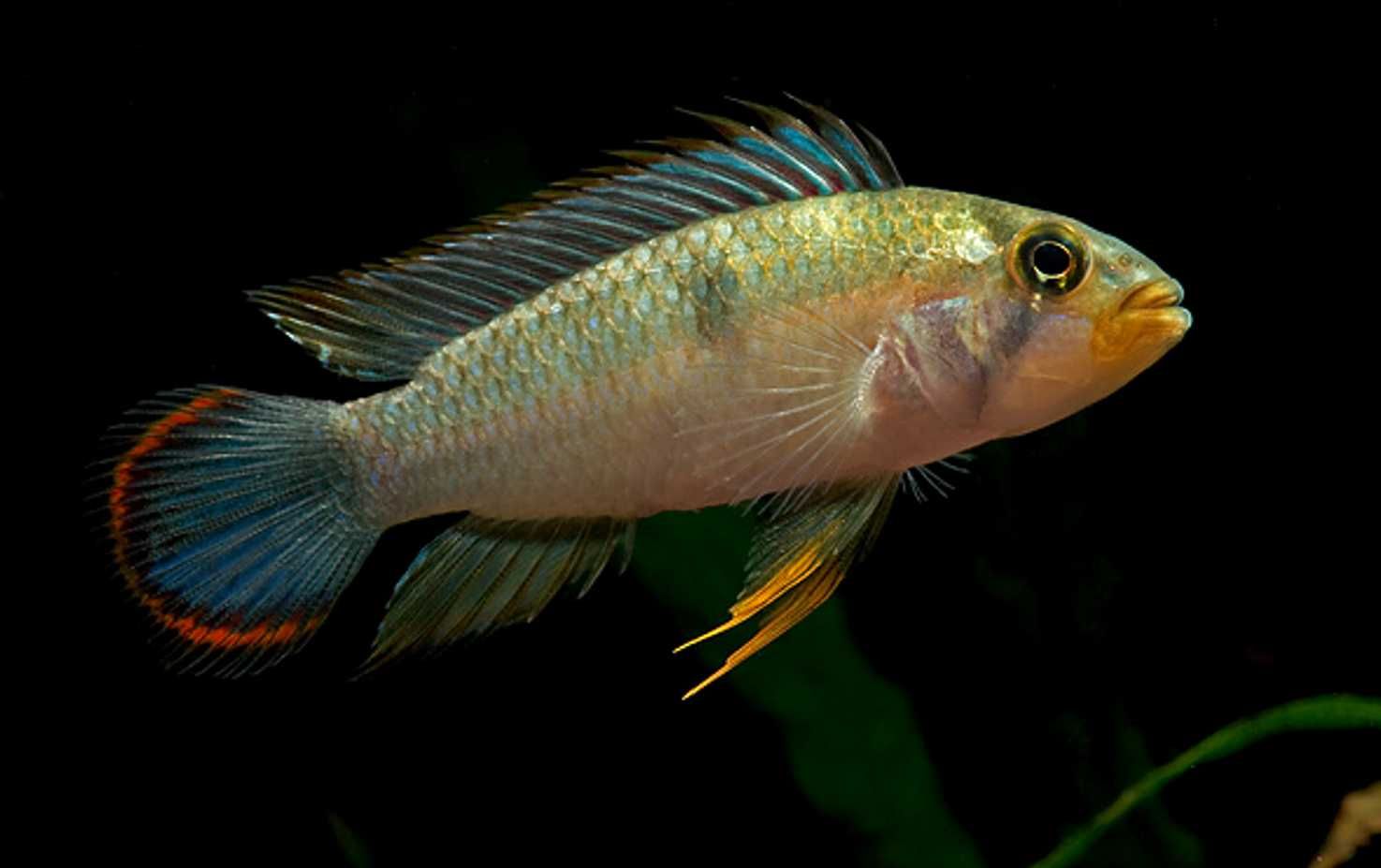 Pielęgniczka panduro - Apistogramma panduro - dowozimy, wysyłamy