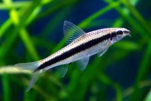 Comedor Algas Siamês (Crossocheilus Siamensis)