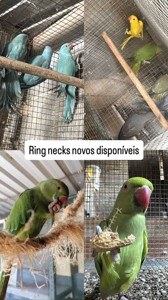 Ring Necks novos