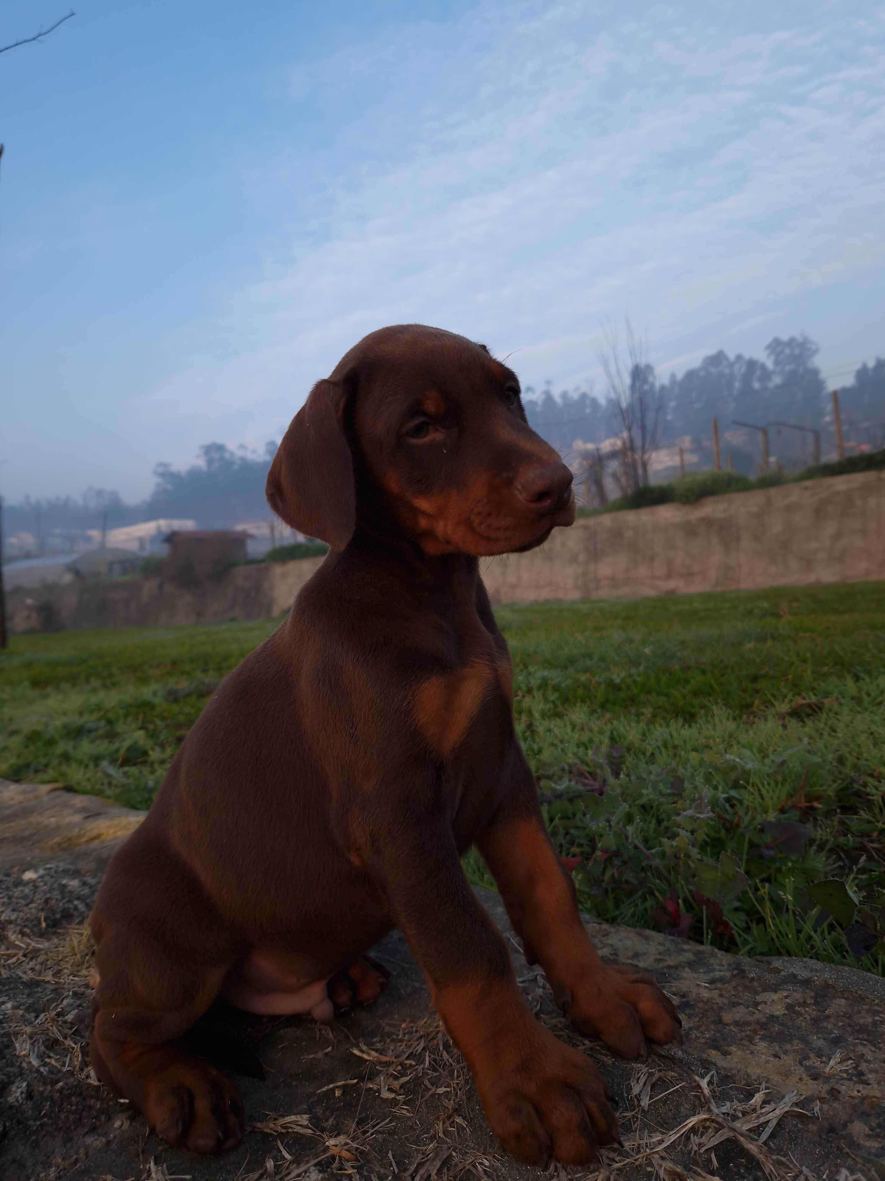 Dobermann descendente de campeões do mundo