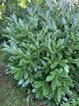 Laurowiśnia Novita 10-30 cm doniczka p9