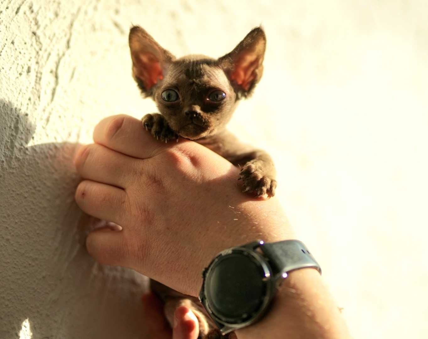 Gucio czekoladowy kocur Devon Rex