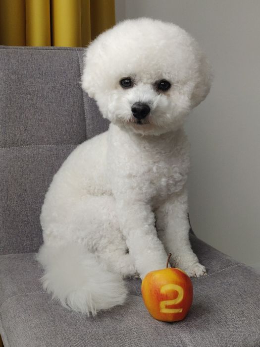 Бішон фрізе в'язка