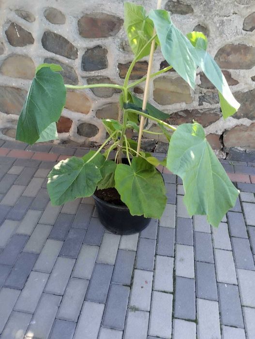 Paulownia omszona P. tomentosa drzewo tlenowe sadzonka Oxygen tree