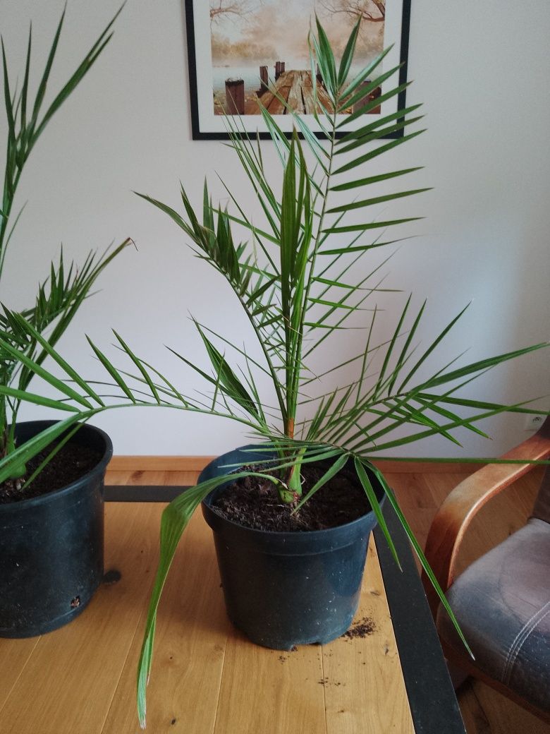 Palma daktylowa kanaryjska  na taras, balkon czy do ogrodu