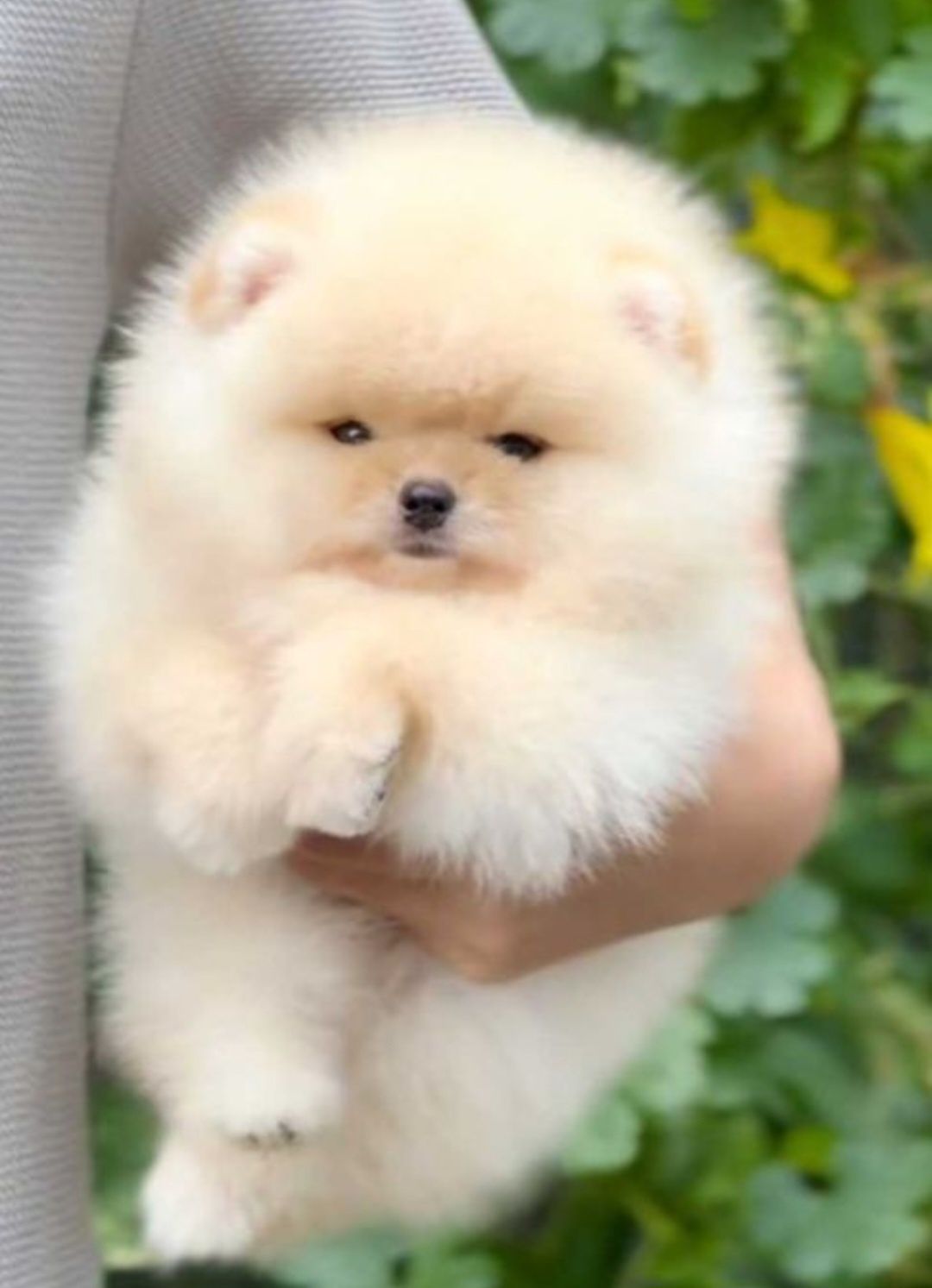Szpic miniaturowy pomeranian