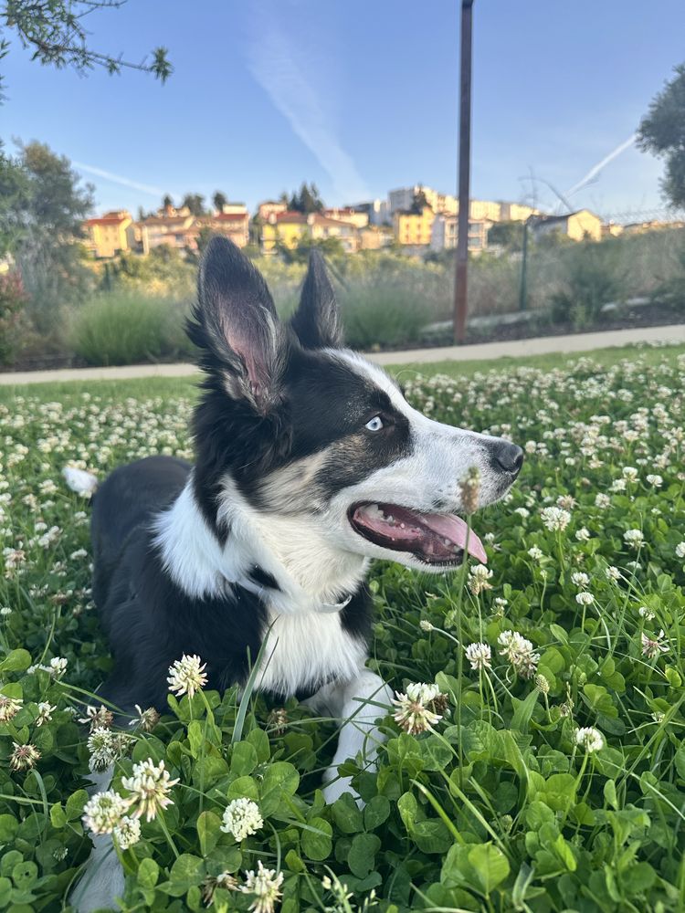 Urgente – doa-se cachorro Lupi, 7 meses