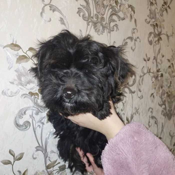 Продам хлопчика і дівчинку міні породи Йорк-Чіх.