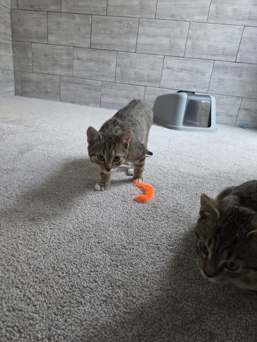 Skoczny kotek Kangurek szuka domu