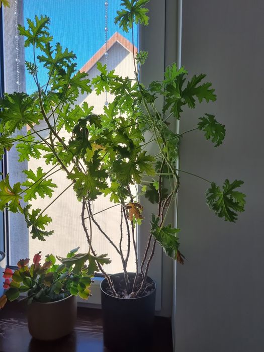 Drzewko kwiatek  bonsai I inne