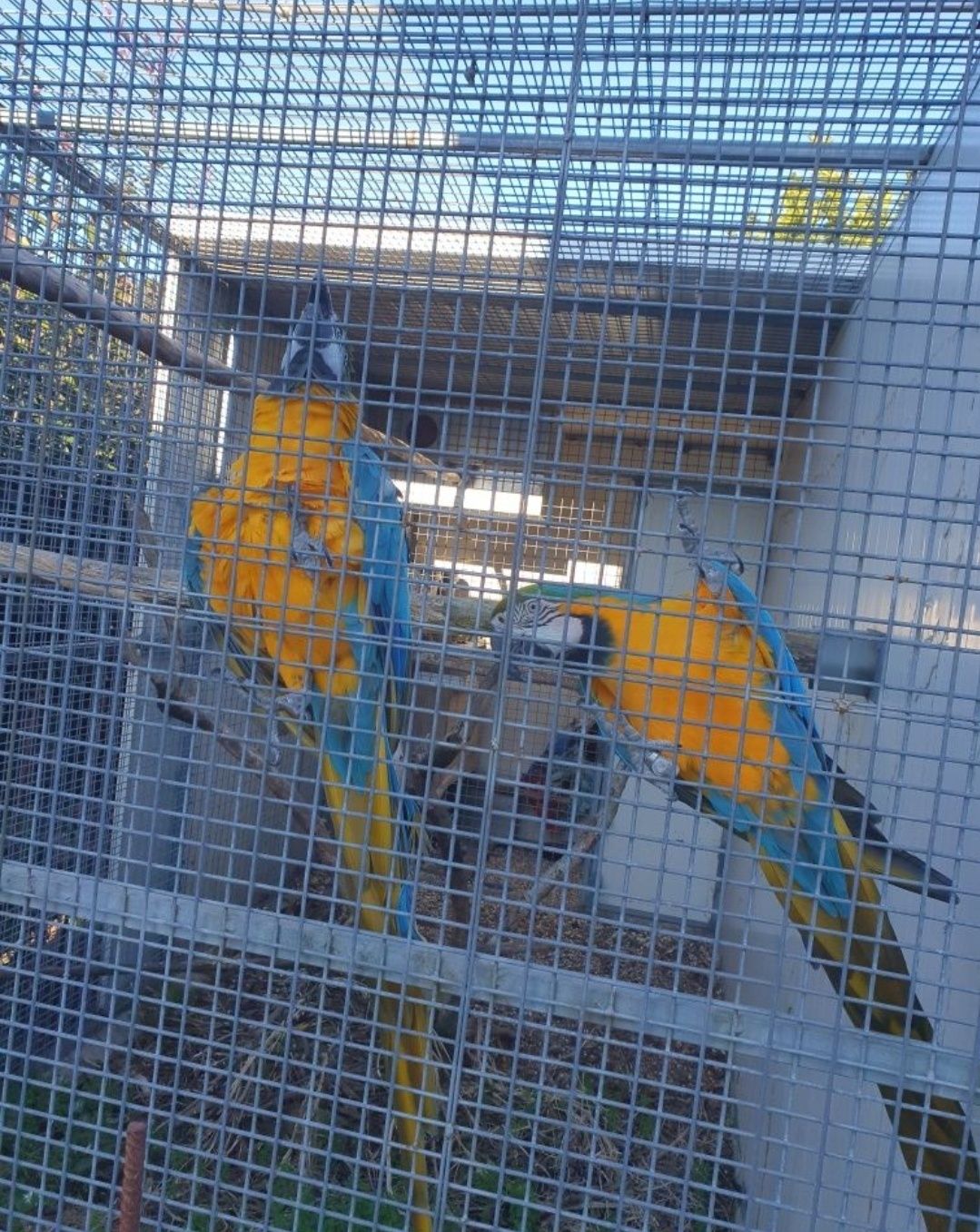 Arara ararauna macho de 2012