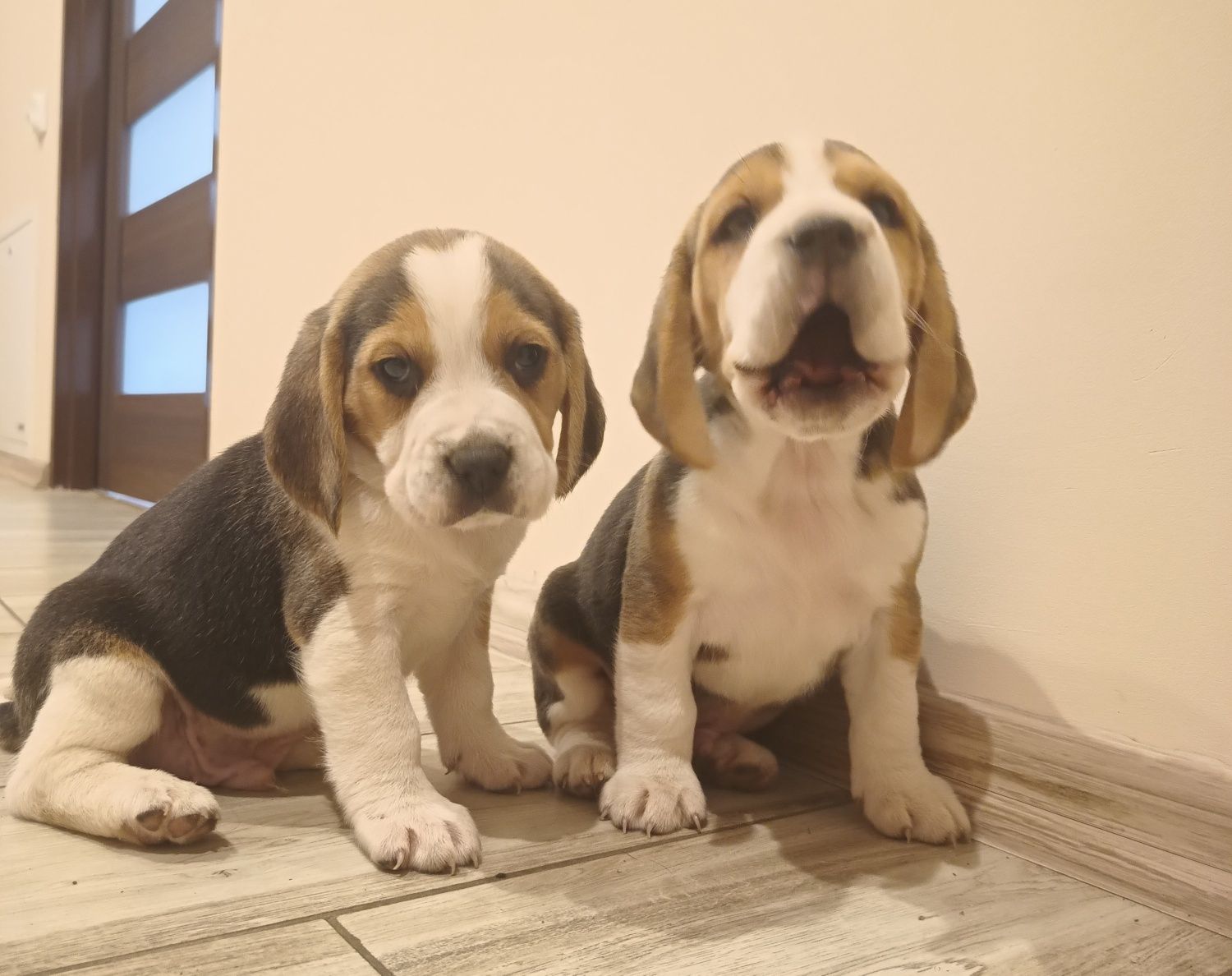 Szczeniak Beagle tricolor