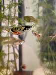 Peixes - Guppy endler e plantas