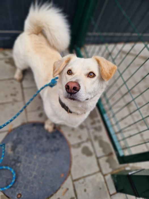 3 lata w miejskiej przechowalni ani jednego zapytania. Prosimy o dom