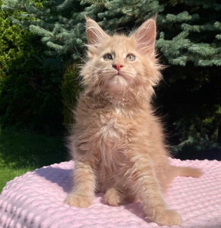 Maine Coon - Kocurek Jamal !