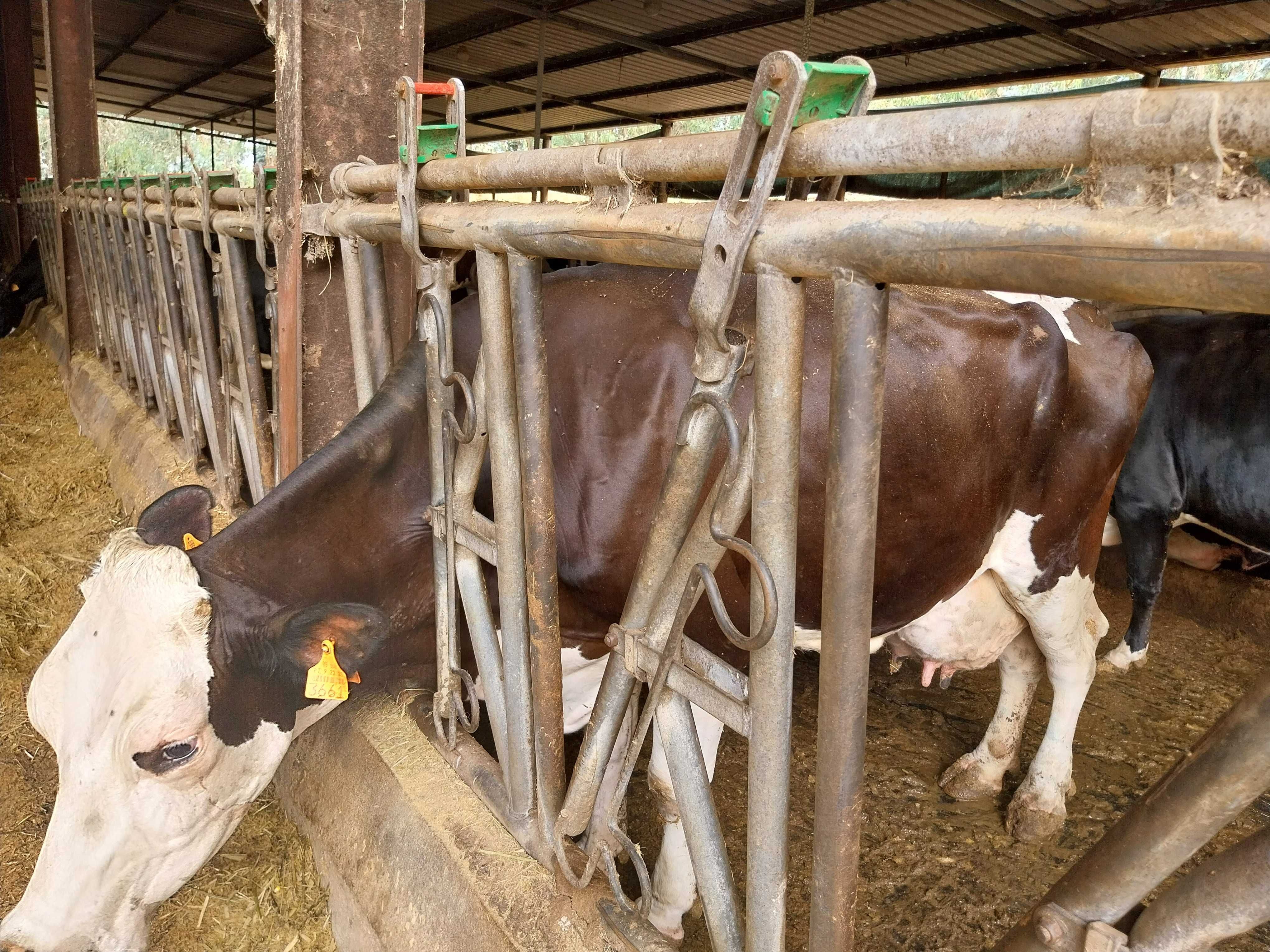 Animais Raça Frísia: vacas, bois e vitelas (os)