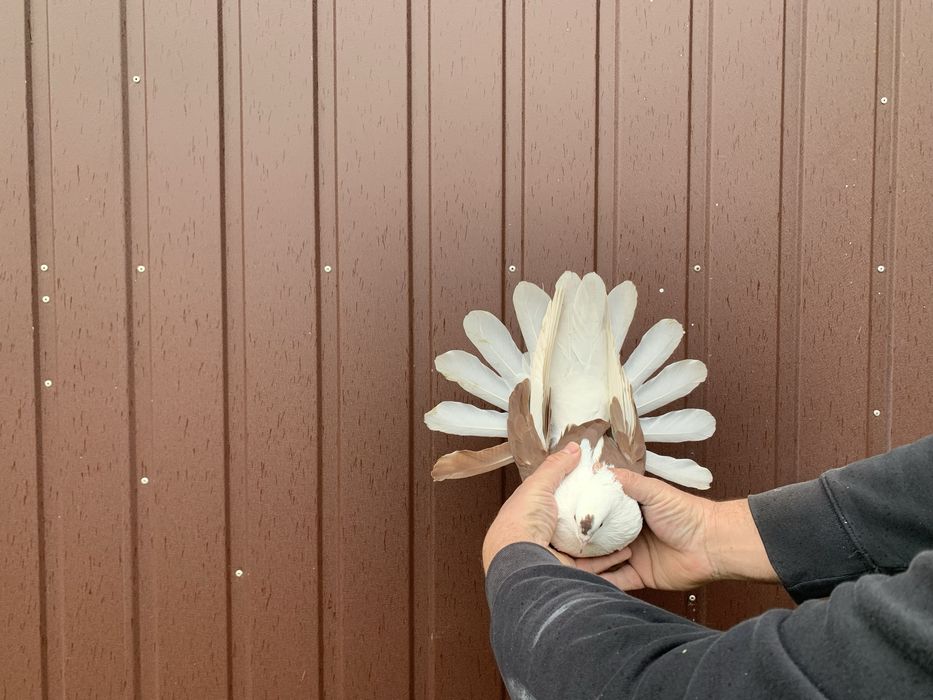 Orlik,orliki lubelskie czerwone boki -samice