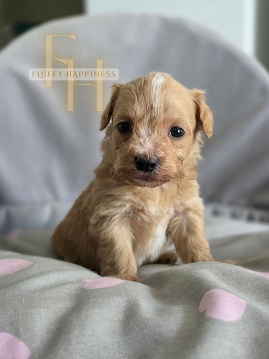 Maltipoo*Cudowny Chłopak** Do Rezerwacji**