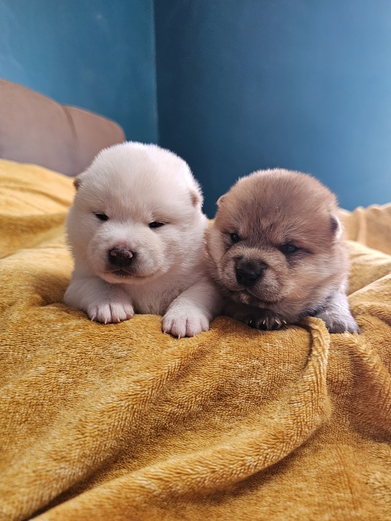 Shiba inu szczenię ZKWP FCI doskonały rodowód