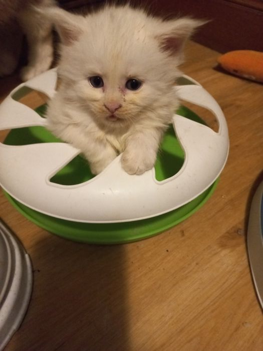 Biały Kocurek Maine Coon WCF