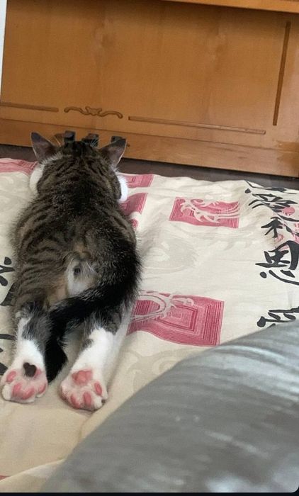 Отдам котика в добрые руки