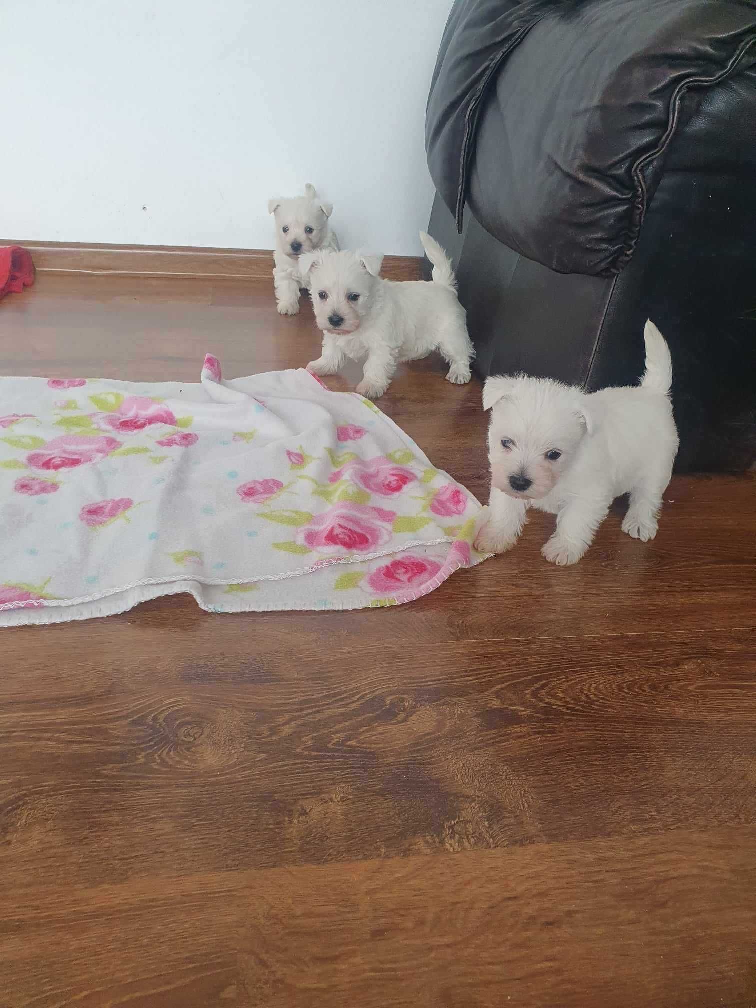 Śliczna suczka West Highland White Terrier