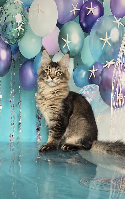 Котёнок мейн-куна девочка и мальчик