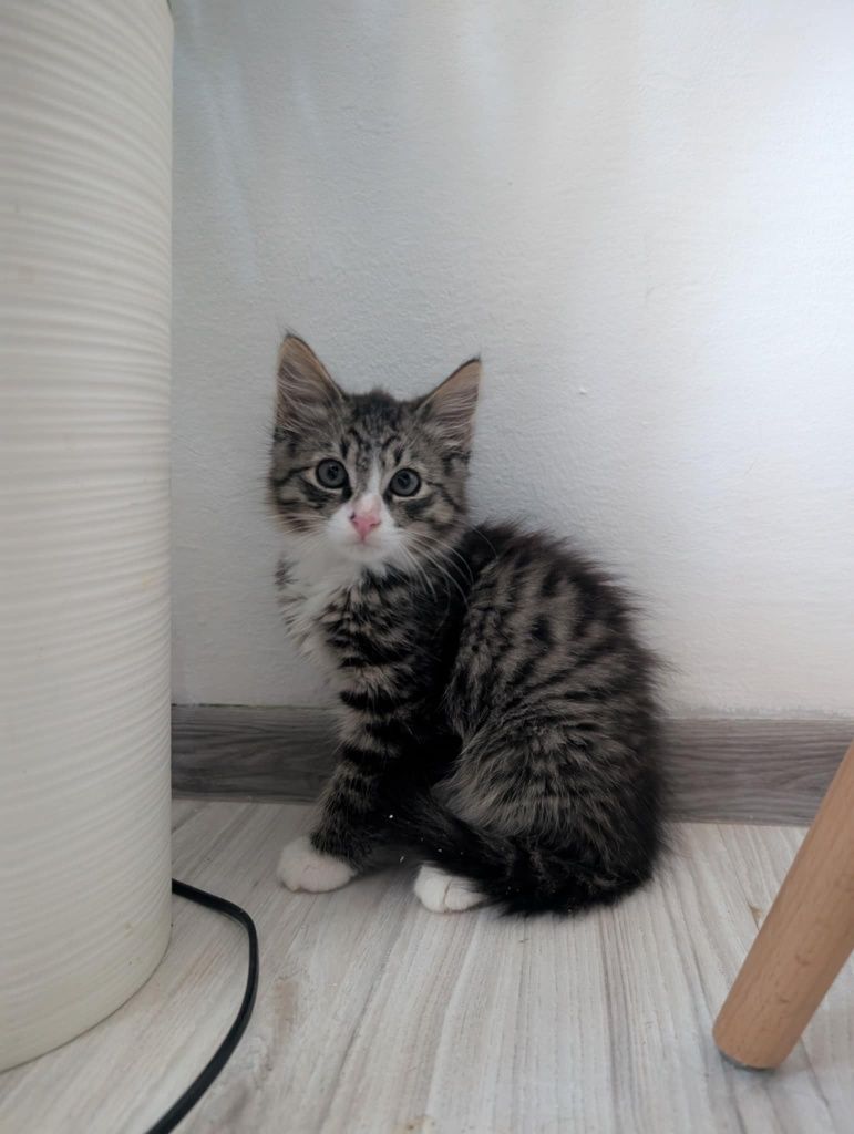 Kocurek Leon  do adopcji