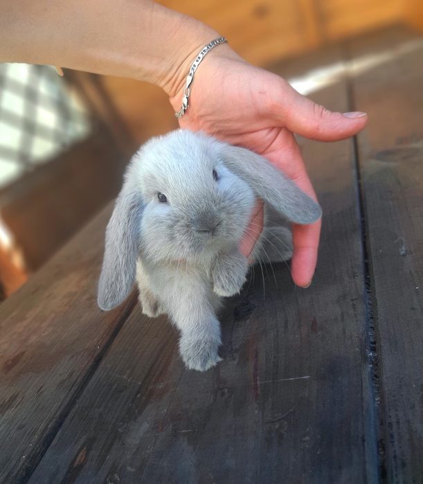 Карликовые мини кролики,міні банчик,вислоухий,весловухий