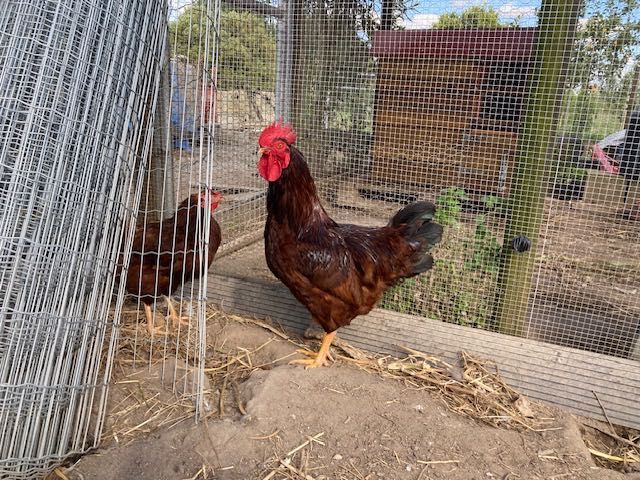 Galo Rhode Island red puro 10 meses