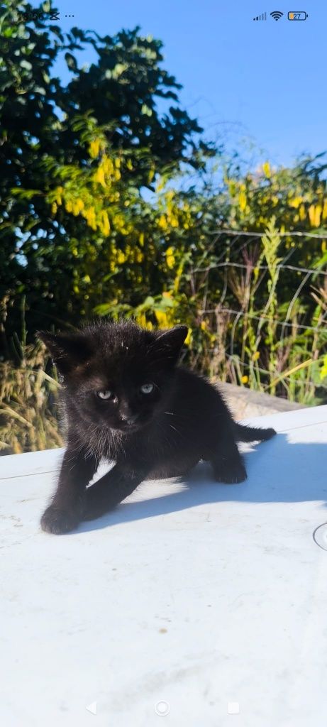 Gatinhos para dar