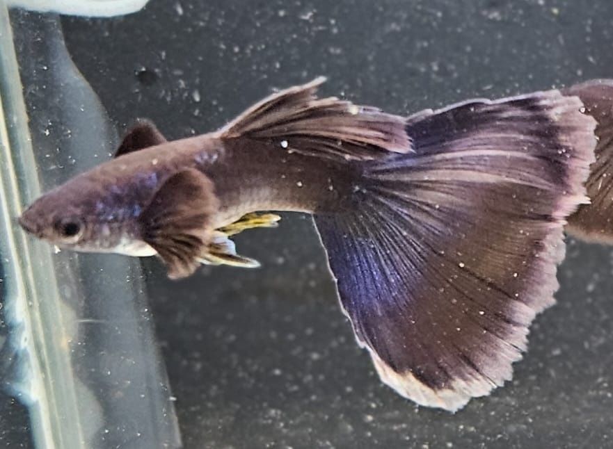 Gupik Czarny Moskiewski