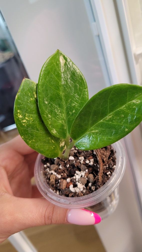 Zamioculcas variegata