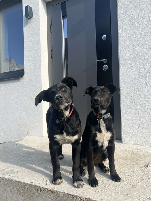 Даром в добрые руки