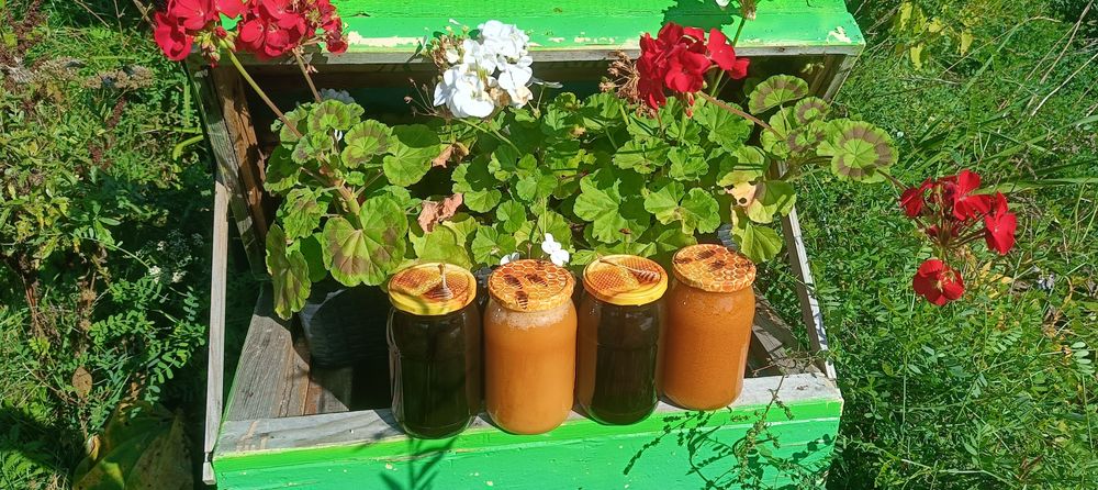 Naturalny miód z własnej pasieki – nadwyżka z tegorocznych zbiorów