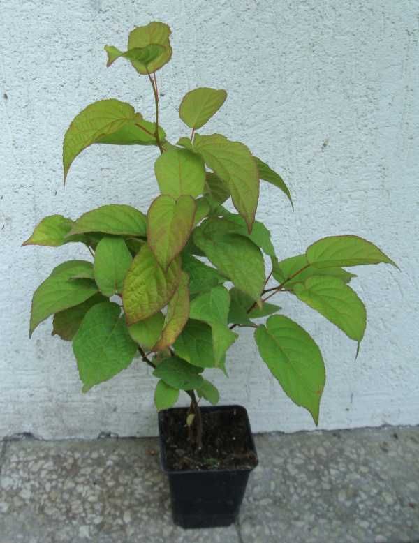 AKTINIDIA PSTROLISTNA Dr Szymanowski - sadzonki w doniczkach