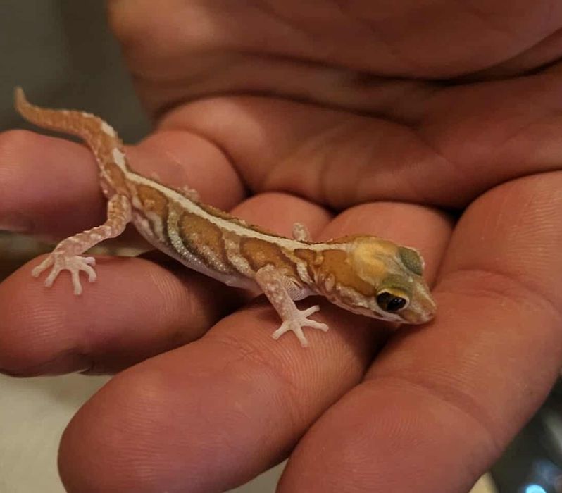 Gekon madagaskarski Paroedura picta