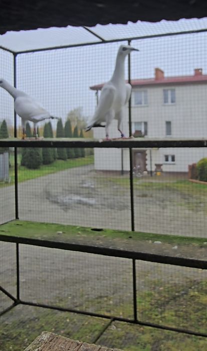 Srebrniaki wysyłam adeno chudnięcie kręciek