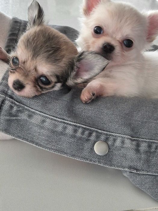 chihuahua długowłosa-biały piesek