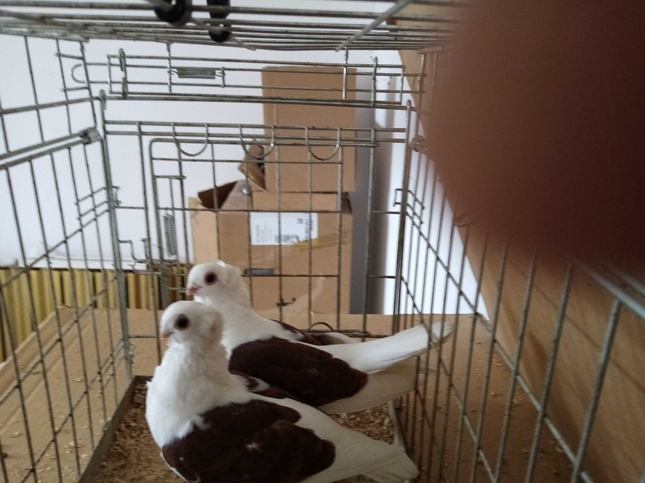 Gołębie Ozdobne Mewka Mewki