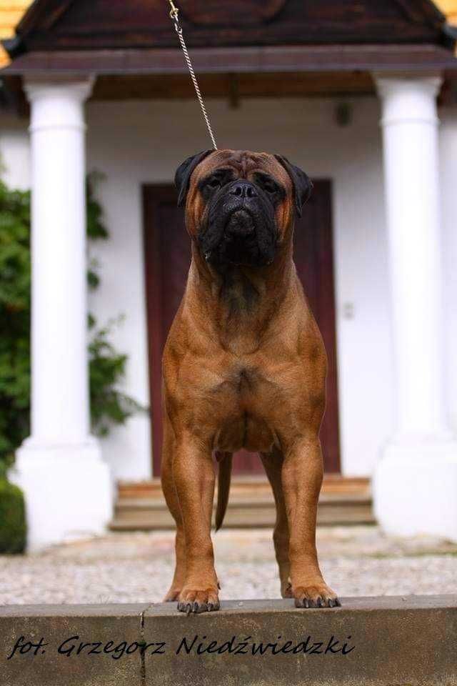 Bullmastiff - zapowiedź miotu