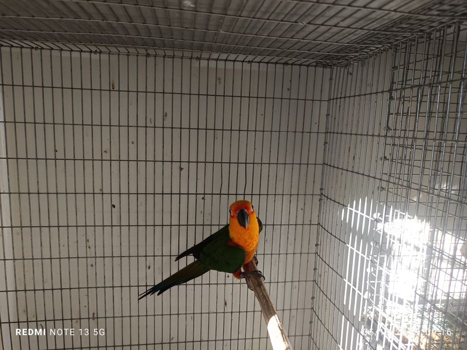 Aratinga janday macho