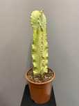 Euphorbia ingens marmorata Wilczomlecz