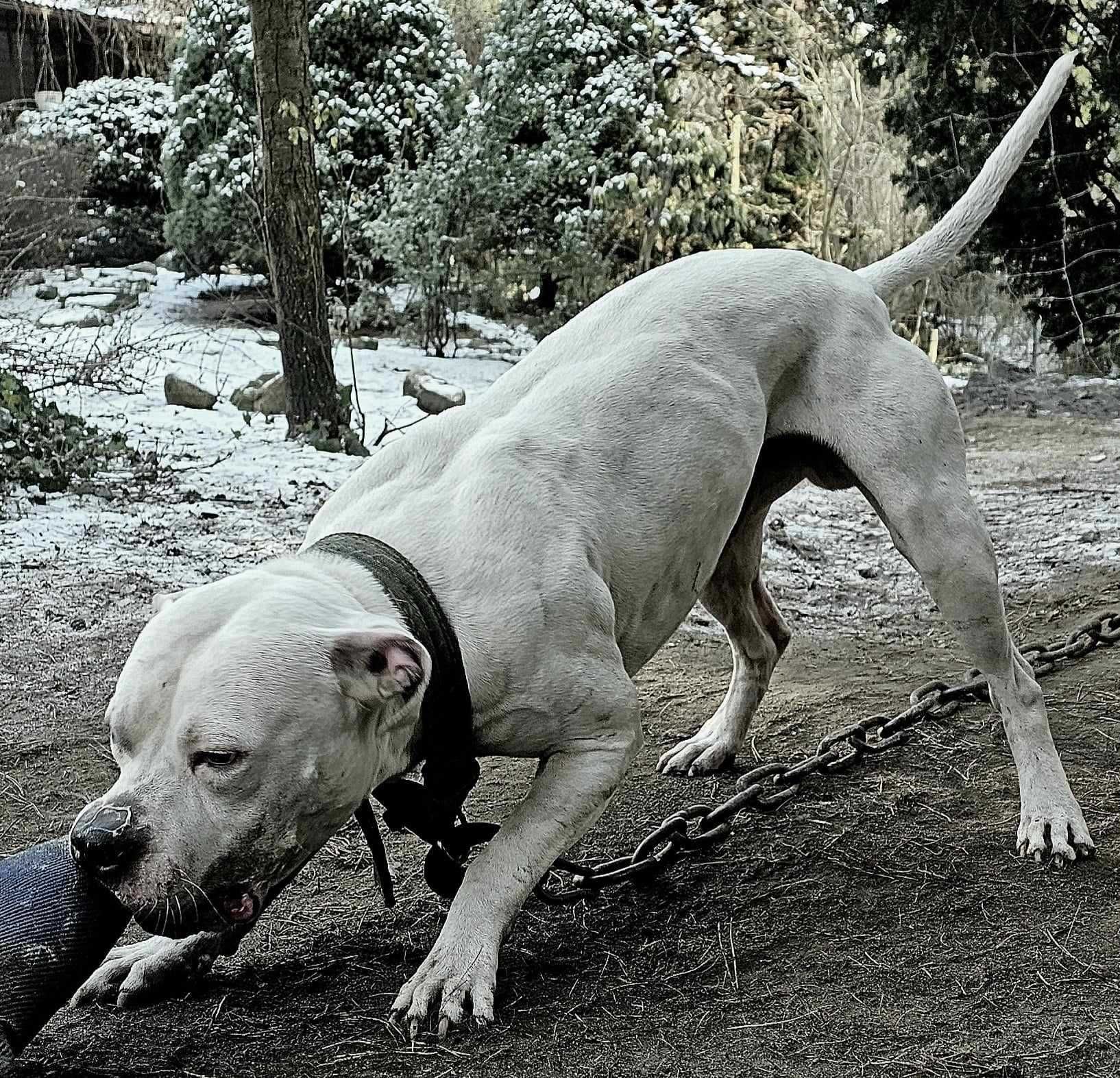 Amerykański Pitbull Terrier szczeniak samiec