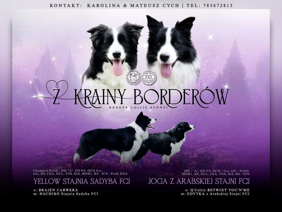 Border collie ZkwP/FCI samiec