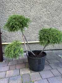 Krzew formowany, bonsai