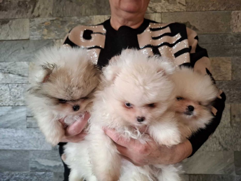 Szpic miniaturowy pomeranian